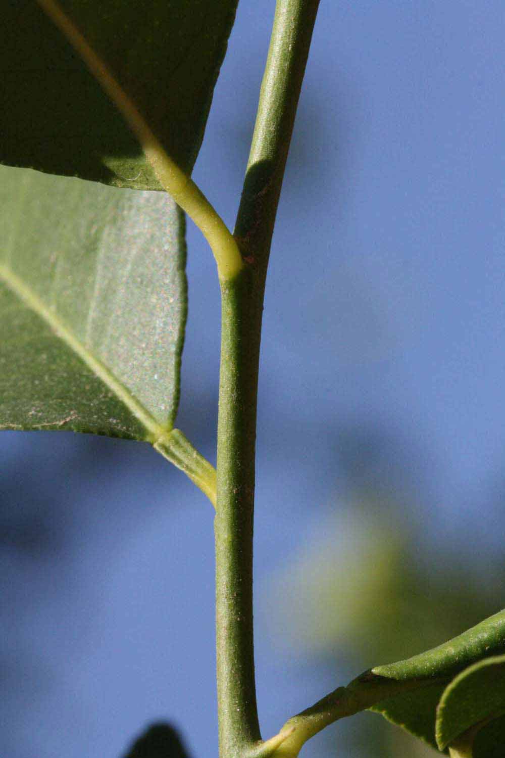            First year twig (Riverside, CA)   